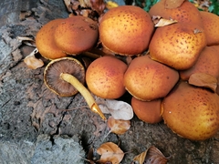 Pholiota adiposa