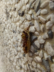 Phauda flammans