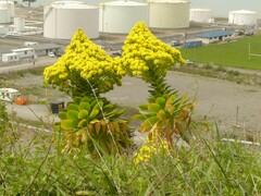 Aeonium