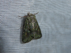 Dryobotodes carbonis