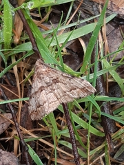 Gastrinodes bitaeniaria