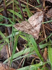 Gastrinodes bitaeniaria