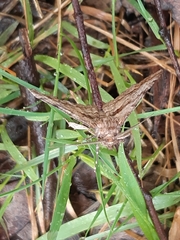 Gastrinodes bitaeniaria