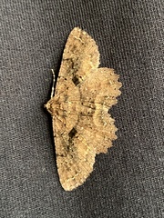 Paradromulia ambigua