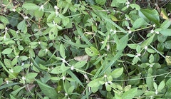 Alternanthera sessilis