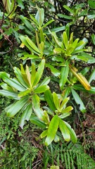 Myrsine salicina