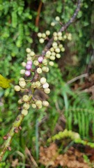 Myrsine salicina