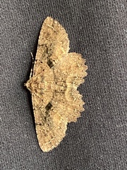 Paradromulia ambigua