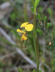 Diuris chrysantha