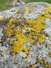 Candelariella coralliza