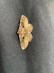 Paradromulia ambigua