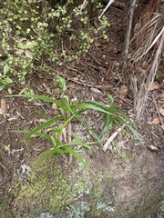 Pterostylis banksii