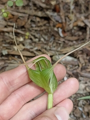 Pterostylis banksii