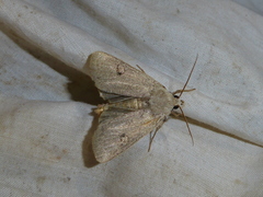 Xestia castanea