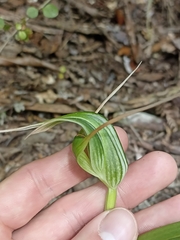 Pterostylis banksii