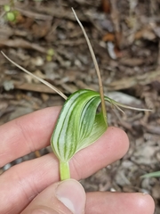 Pterostylis banksii