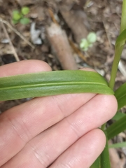 Pterostylis banksii