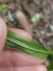 Pterostylis banksii
