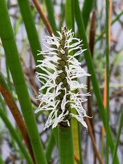 Eleocharis sphacelata