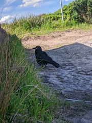 Corvus coronoides