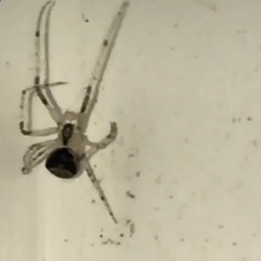 Mimetidae