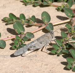 Sphingonotus rubescens