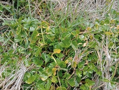 Apium prostratum filiforme