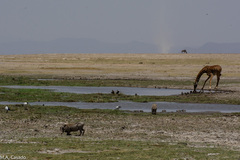 Phacochoerus africanus massaicus