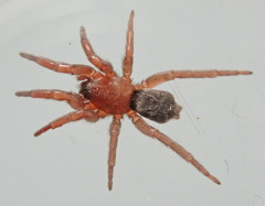 Scotophaeus