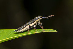 Rhinotia lineata