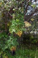Myrrhidendron donnellsmithii