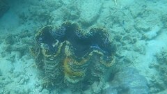 Tridacna squamosa