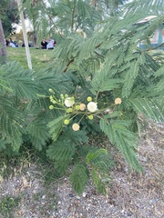 Leucaena leucocephala