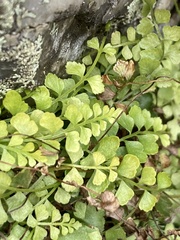Asplenium flabellifolium