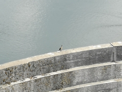 Microcarbo africanus