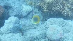 Chaetodon aureofasciatus