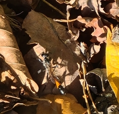 Ammophila sabulosa