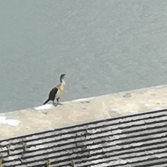 Microcarbo africanus