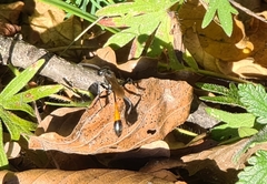Ammophila sabulosa