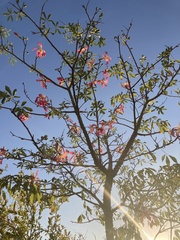Ceiba speciosa