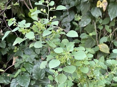Acalypha indica
