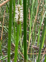 Eleocharis sphacelata