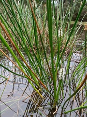 Eleocharis sphacelata