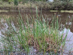 Eleocharis sphacelata