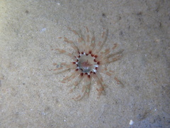 Isarachnanthus