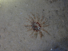 Isarachnanthus