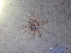 Isarachnanthus