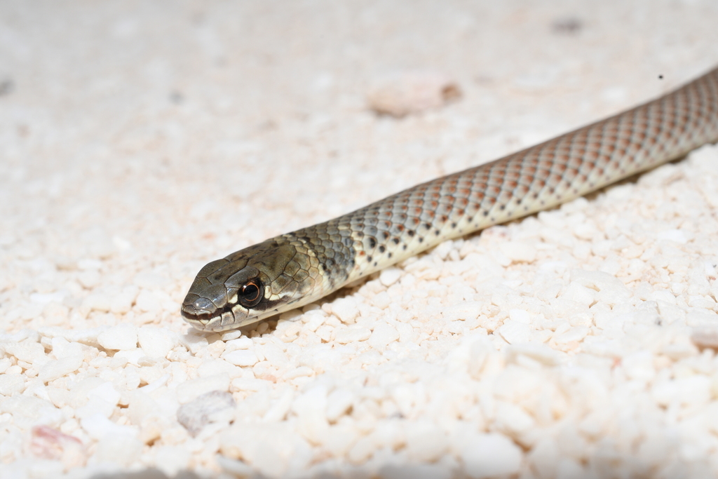 Black-Necked Whipsnake