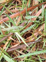Acrida conica