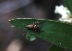 Opisthoncus polyphemus